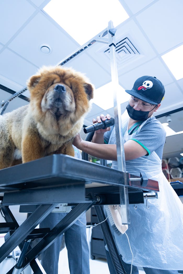 A groomer attending to a Chow Chow dog on a grooming table in a pet salon.