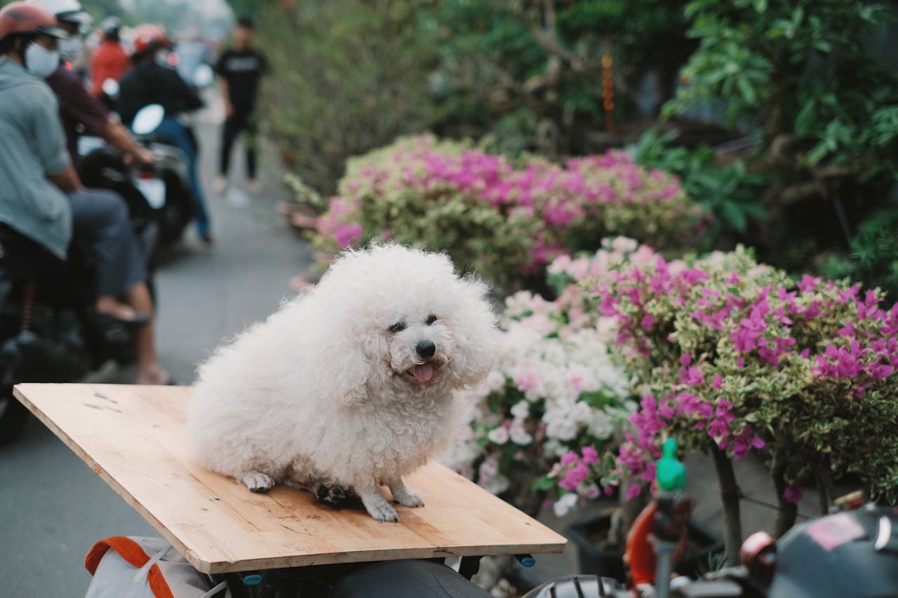 A fluffy Bichon Frise sits on a wooden board on a scooter, surrounded by vibrant spring flowers on a busy street.
