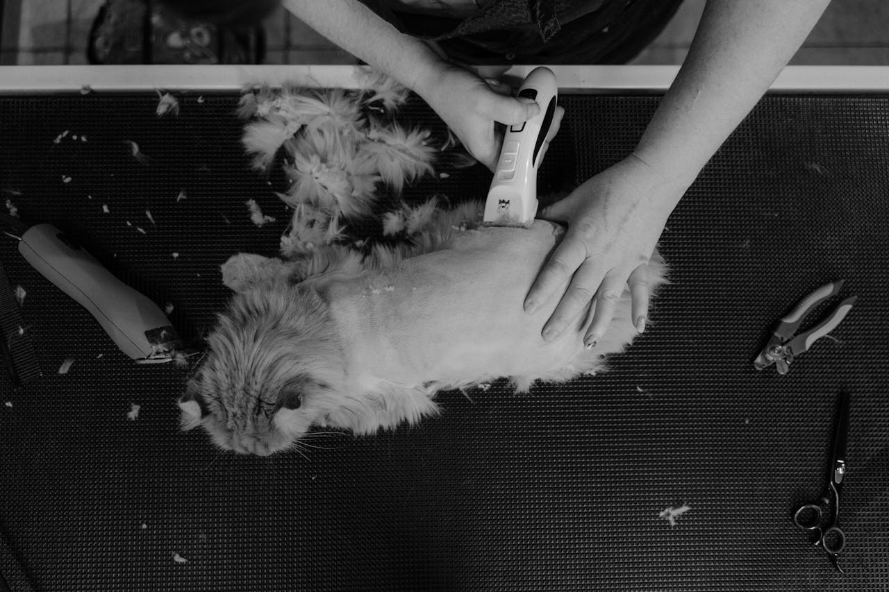 Overhead shot of a cat being groomed by a professional groomer, captured in monochrome.