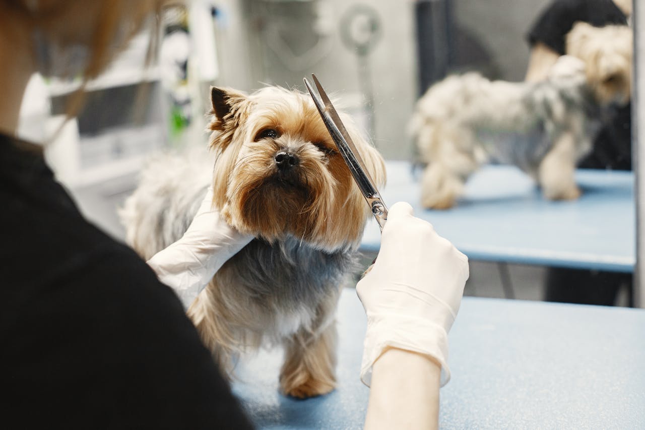 Yorkshire Terrier being groomed by a professional in a pet salon.